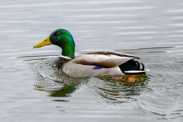 Colvert