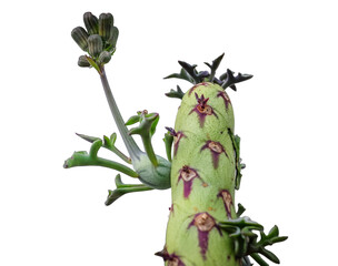 Cactus That Appears to be waving against transparent background 