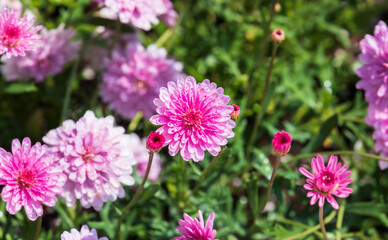 Fototapeta premium Marguerite daisy sassy 'DOUBLE DEEP ROSE' with water droplets on purple petals. warm sunshine - marguerite, Paris daisy, Argyranthemum frutescens