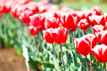 花畑に咲く可愛いチューリップ