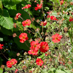Geum coccineum | A tuft of dwarf red avens flowers on thin stems with basal erect and pinnate...
