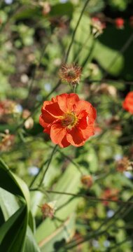Red scarlet, saucer-shaped flowers of Dwarf avens (Geum coccineum) with prominent yellow stamens on upright stem
