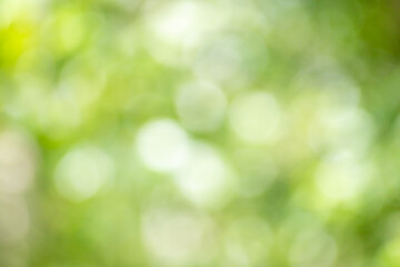 Abstract bright green nature background out of focus bokeh.