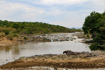 hippopotamus on the beach