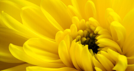 Yellow flower, petals close-up