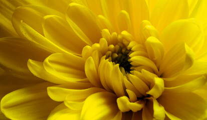 Yellow flower, petals close-up