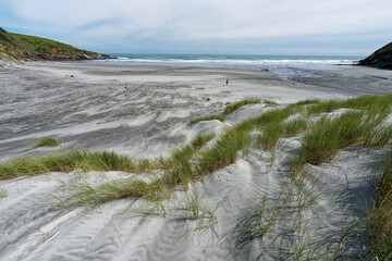 Sand dune with beach grass on New Zealand's west coast.