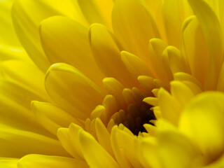 Yellow flower, petals close-up