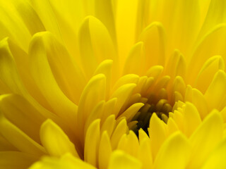 Yellow flower, petals close-up