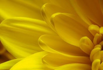 Yellow flower, petals close-up