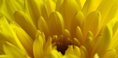 Yellow flower, petals close-up