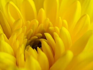 Yellow flower, petals close-up