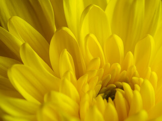 Fototapeta premium Yellow flower, petals close-up