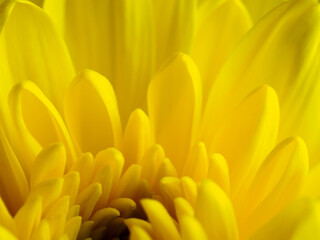 Yellow flower, petals close-up