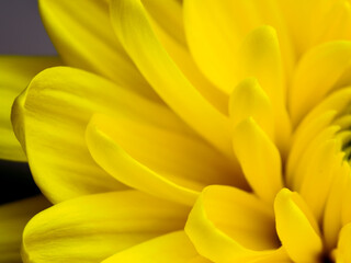 Fototapeta premium Yellow flower, petals close-up