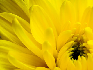 Yellow flower, petals close-up