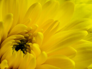 Yellow flower, petals close-up