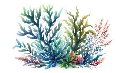 Fotobehang Watercolor illustration of various types of seaweed in shades of blue, green, and red, arranged in an artistic composition on a white background © Pasha Studio