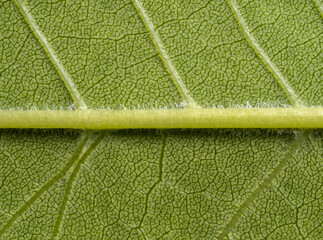 close up detail of green leaf texture