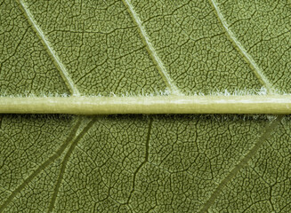 close up detail of green leaf texture