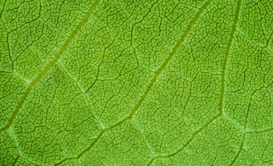 close up detail of green leaf texture