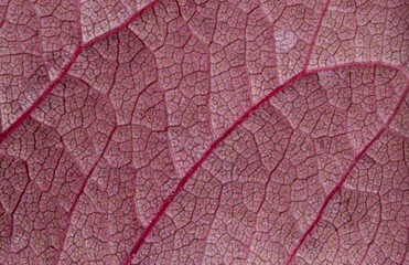 background, texture, leaves