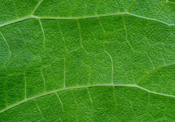 close up detail of green leaf texture