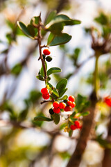 Yaupon Holly Bush Seeds berries, Red yaupon berries  Ilex vomitoria against the blue sky