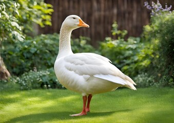 Beautiful white goose in the garden.