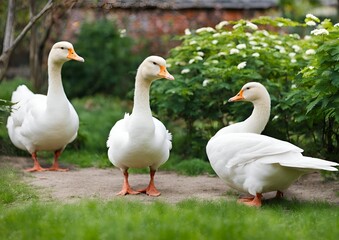 Obraz premium Beautiful white goose in the garden.