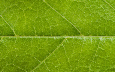 close up detail of green leaf texture