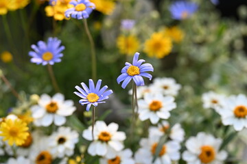 Fototapeta premium 寄せ植えされたカラフルな小花たち