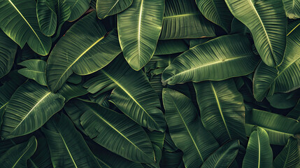 Obraz premium Tropical leaf Wallpaper, Luxury nature leaves pattern