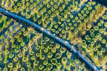 Aerial view of a farmland with olive trees.