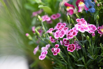 寄せ植えされたピンク色の小さな花