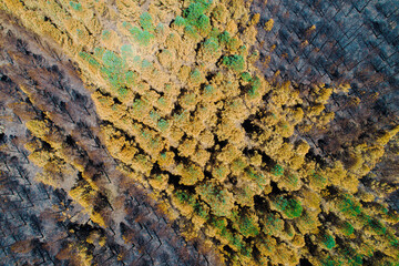 Top view of a dead forest after fire, aerial drone photo. Burnt pine trees after a forest fire, ecological disaster