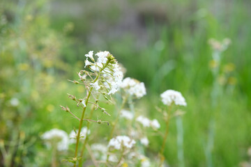 Lysimachia Candida lindi
