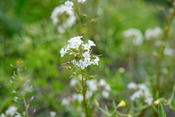 Lysimachia Candida lindi