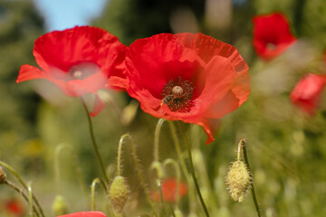 Une scène envoûtante : un coquelicot solitaire se dresse avec grâce au milieu d'un champ, tandis...