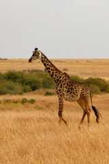 giraffe in serengeti