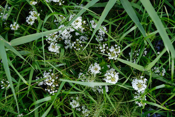 Lysimachia Candida lindi