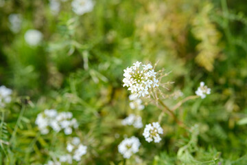 Lysimachia Candida lindi