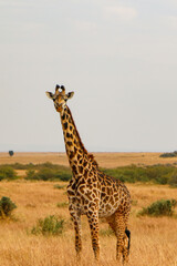 giraffe walking in the savannah