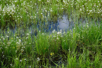 Lysimachia Candida lindi