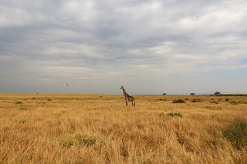 giraffe in the field