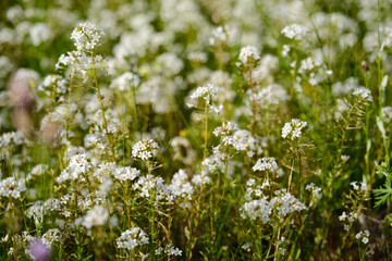 Lysimachia Candida lindi
