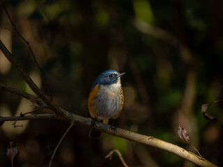 森の中の木陰で枝に留まっているルリビタキの雄