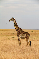 giraffe walking in the savannah