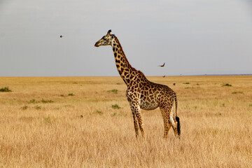 giraffe walking in the savannah