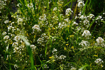 Lysimachia Candida lindi